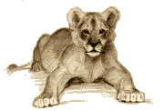 Gif animé lionceau 